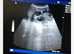 Ultrasound scans dogs cats rabbits