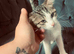 2 kittens for sale need gone asap 16weeks old
