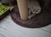 Beautiful lilic Kitten