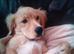 Handsom spanador puppy 4 5 monthes oid