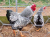 Silver Laced wyandotte Bantams chicks ×5