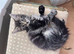 Maine coon kitten 1 brown girl left!!