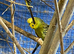Baby budgies for sale