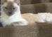 Ragdoll tica and gccf 6 year old un neutered female