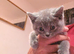 3 british shorthair kittens looking for there new servents