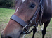 2 year old welsh d filly