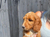Beautiful cockapoo boy