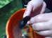 L239 pleco baryancistrus begini