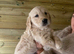 Stunning golden retriever puppies