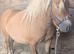 Miniature Shetland stallion