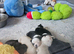 Pink panda and black pug puppies for sale