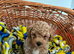 Asian maltipoo puppy girl