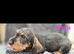 Quality WireHair Dachshund ( teckels)