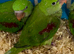 Hand Reared Tame Talking. Baby Alexandrian Parrots.