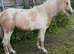 Very pretty coloured filly