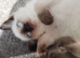 Ragdoll female kitten