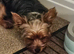 8 mth pedigre mini yorkshire terrier price reduced
