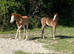 Red roan 2026 Quarter Horse colt