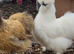 Silkie hatching eggs (mixed colours)