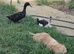 Two male runner duck pets