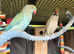 Hand reared ringnecks