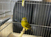 Raza canaries