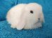 Selection of mini lop babies available
