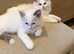 Stunning ragdoll kittens last baby girl reduced