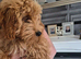 Beautiful female cavapoo