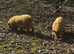 2 male kunekune pigs (brothers)