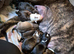 10 Beautiful american bulldog/staffy