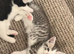 Mother Big Brother and little kittens