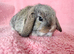 Selection of mini lop babies available