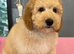 KC reg Miniature Poodle Boys ready to leave