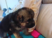 Puppies for Sale