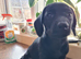 Dachshund x Labrador