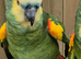 Blue Fronted Amazon Parrot
