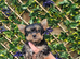 Yorkshire terrier Kc Registered