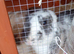 2 male bunnies