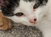 Two Beautiful Kittens Looking for Loving Homes