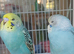 Pair of baby hen budgies