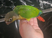 6 week old hand reared conure !! READ DESCRIPTION !!
