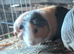 Skinny pig males and skinny carrier males