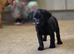 3 beautiful male labrador puppies.