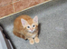 Gorgeous kittens available