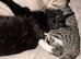 Female tabby cat, to good home only