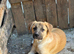 ️ KIRA – A Little Ray of Sunshine Looking for Her Forever Family ️