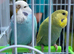 Budgies for sale