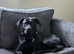 Black Labrador for rehoming.