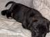 Presa Canieo Puppies